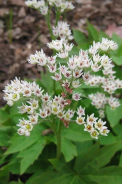 Crimson Fans Mukdenia 'Karasuba' - 1 Gallon Pot -Wilson Bros Garden mukdenia rossii karasuba crimson fans 2