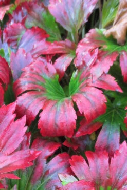 Crimson Fans Mukdenia 'Karasuba' - 1 Gallon Pot