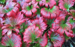 Crimson Fans Mukdenia 'Karasuba' - 1 Gallon Pot -Wilson Bros Garden mukdenia rossii karasuba crimson fans 5