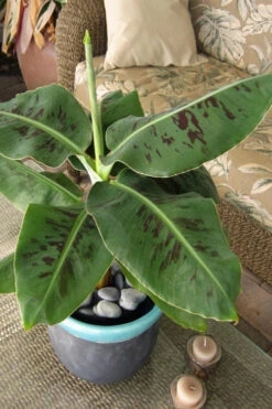 Truly Tiny Banana Tree (Musa) - 2 Gallon Pot -Wilson Bros Garden musa truly tiny banana tree 2