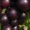 Jumbo Black Muscadine Grape Vine - 6 Pack Of 1 Gallon Pots -Wilson Bros Garden muscadine jumbo 100