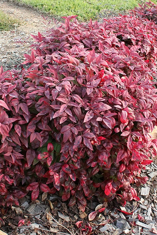 Blush Pink Nandina - 2 Gallon Pot 10 Blush Pink Nandina - 2 Gallon Pot - Image 8