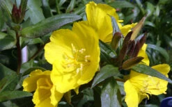 Fireworks Sundrops (Oenothera Fruticosa) - 1 Gallon Pot -Wilson Bros Garden oenothera fruticosa fireworks sundrops 12