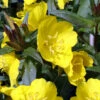 Fireworks Sundrops (Oenothera Fruticosa) - 1 Gallon Pot -Wilson Bros Garden oenothera fruticosa fireworks sundrops 14