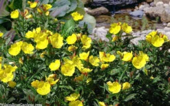 Fireworks Sundrops (Oenothera Fruticosa) - 1 Gallon Pot -Wilson Bros Garden oenothera fruticosa fireworks sundrops 17