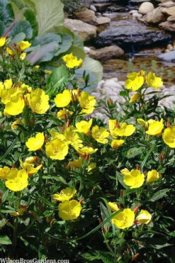 Fireworks Sundrops (Oenothera Fruticosa) - 1 Gallon Pot -Wilson Bros Garden oenothera fruticosa fireworks sundrops 18