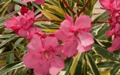 Twist Of Pink Oleander - 2 Gallon Pot -Wilson Bros Garden oleander20twist20of20pink