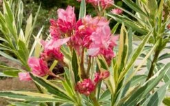 Twist Of Pink Oleander - 2 Gallon Pot -Wilson Bros Garden oleander20twist20of20pink202