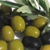Arbequina Olive Tree - 5 Gallon Pot -Wilson Bros Garden olive arbequina 5 5
