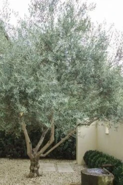 Arbequina Olive Tree - 2 Gallon Pot 11 Arbequina Olive Tree - 2 Gallon Pot -Wilson Bros Garden olive tree arbequina 4 7