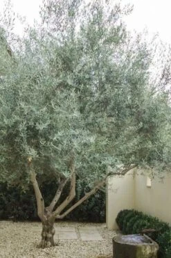 Arbequina Olive Tree - 7 Gallon Pot (5-6') -Wilson Bros Garden olive tree arbequina 4 8