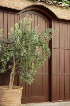 Arbequina Olive Tree - 2 Gallon Pot 12 Arbequina Olive Tree - 2 Gallon Pot -Wilson Bros Garden olive tree arbequina 6 7