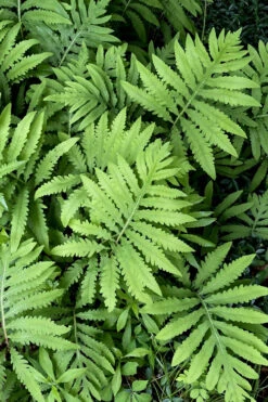 Sensitive Fern (Onoclea Sensibilis) - 1 Gallon Pot 15 Sensitive Fern (Onoclea Sensibilis) - 1 Gallon Pot -Wilson Bros Garden onoclea sensibilis sensitive fern 12