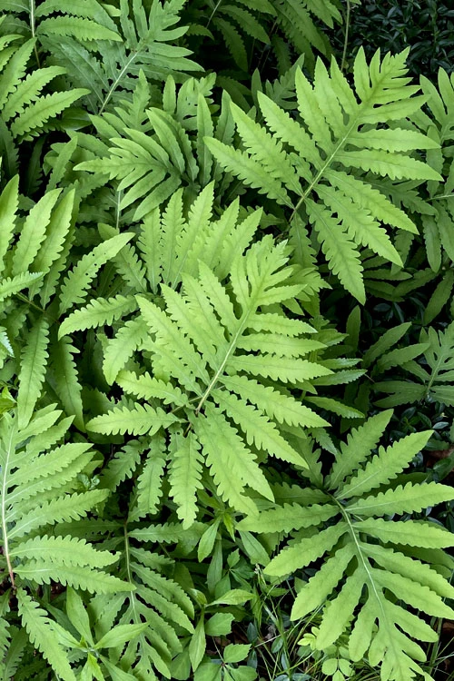 Sensitive Fern (Onoclea Sensibilis) - 1 Gallon Pot 7 Sensitive Fern (Onoclea Sensibilis) - 1 Gallon Pot - Image 5