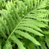 Sensitive Fern (Onoclea Sensibilis) - 1 Gallon Pot 2 Sensitive Fern (Onoclea Sensibilis) - 1 Gallon Pot -Wilson Bros Garden onoclea sensibilis sensitive fern 14