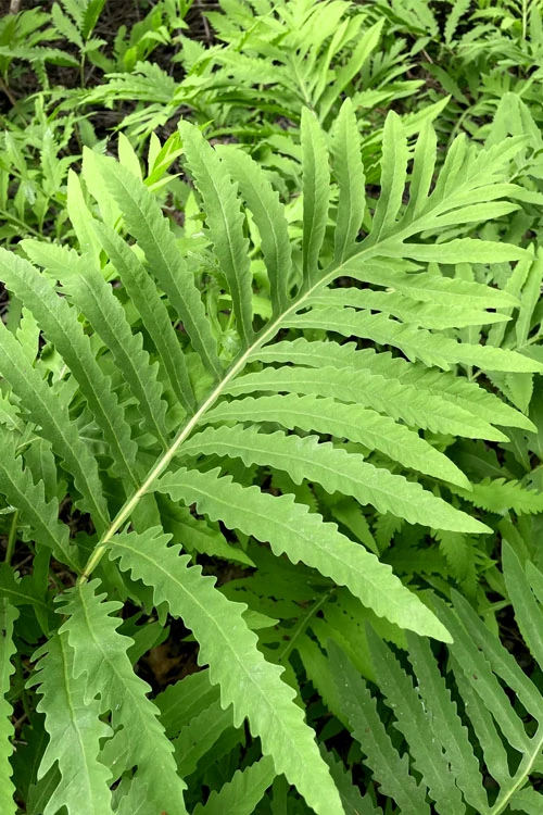 Sensitive Fern (Onoclea Sensibilis) - 1 Gallon Pot 3 Sensitive Fern (Onoclea Sensibilis) - 1 Gallon Pot