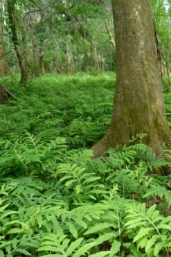 Sensitive Fern (Onoclea Sensibilis) - 1 Gallon Pot 14 Sensitive Fern (Onoclea Sensibilis) - 1 Gallon Pot -Wilson Bros Garden onoclea sensibilis sensitive fern 15