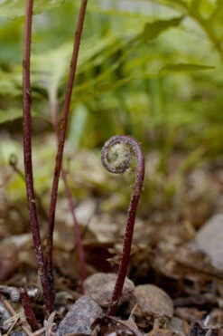 Sensitive Fern (Onoclea Sensibilis) - 1 Gallon Pot 19 Sensitive Fern (Onoclea Sensibilis) - 1 Gallon Pot -Wilson Bros Garden onoclea sensibilis sensitive fern 16