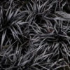 Dwarf Black Mondo Grass - 5 Pack Of Quart Pots -Wilson Bros Garden ophiopogon dwarf black mondo grass 3