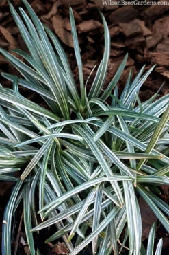 Silver Stripe Dwarf Mondo Grass - 18 Pack Of Pint Pots -Wilson Bros Garden ophiopogon japonicus nana variegata dwarf mondo grass 1