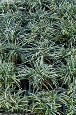 Silver Stripe Dwarf Mondo Grass - 18 Pack Of Pint Pots -Wilson Bros Garden ophiopogon japonicus nana variegata dwarf mondo grass 2