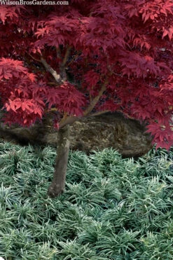 Silver Stripe Dwarf Mondo Grass - 18 Pack Of Pint Pots