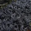 Black Beard Black Mondo Grass - Ophiopogon Planiscapus - 1 Gallon Pot 2 Black Beard Black Mondo Grass - Ophiopogon Planiscapus - 1 Gallon Pot -Wilson Bros Garden ophiopogon planiscapus black beard black mondo grass 2