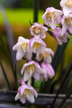 Black Beard Black Mondo Grass - Ophiopogon Planiscapus - 1 Gallon Pot 10 Black Beard Black Mondo Grass - Ophiopogon Planiscapus - 1 Gallon Pot -Wilson Bros Garden ophiopogon planiscapus black beard black mondo grass 3