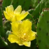 Eastern Prickly Pear Cactus (Opuntia Humifusa) - 3 Gallon Pot -Wilson Bros Garden opuntia humifusa eastern prickly pear cactus 2