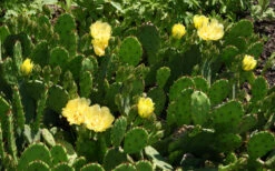 Eastern Prickly Pear Cactus (Opuntia Humifusa) - 3 Gallon Pot -Wilson Bros Garden opuntia humifusa eastern prickly pear cactus 5