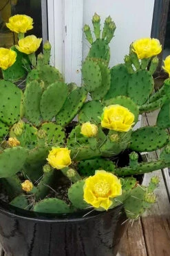 Eastern Prickly Pear Cactus (Opuntia Humifusa) - 3 Gallon Pot -Wilson Bros Garden opuntia humifusa eastern prickly pear cactus 9