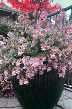 Kent Beauty Oregano - 6 Pack Of 1 Gallon Pos -Wilson Bros Garden origanum rotundifolium kent beauty 26