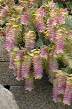 Kent Beauty Oregano - 6 Pack Of 1 Gallon Pos -Wilson Bros Garden origanum rotundifolium kent beauty 28