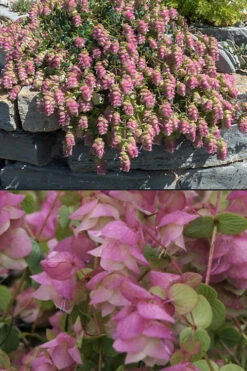 Kent Beauty Oregano - 6 Pack Of 1 Gallon Pos -Wilson Bros Garden origanum rotundifolium kent beauty 6