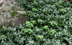Green Sheen Pachysandra - Japanese Spurge - 18 Count Flats Of Pint Pots -Wilson Bros Garden pachysandra terminalis green sheen 14 1