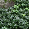 Green Sheen Pachysandra - Japanese Spurge - 18 Count Flats Of Pint Pots -Wilson Bros Garden pachysandra terminalis green sheen 15 1