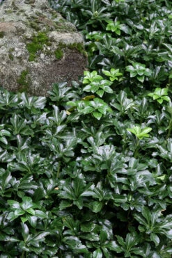 Green Sheen Pachysandra - Japanese Spurge - 18 Count Flats Of Pint Pots