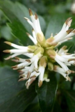 Pachysandra (Japanese Spurge) - 6 Pack Of Pint Pots -Wilson Bros Garden pachysandra terminalis japanese spurge 109 1