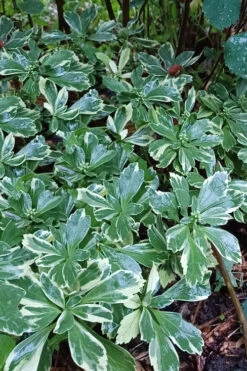 Silver Edge Pachysandra (Japanese Spurge) - 18 Count Flats Of Pint Pots -Wilson Bros Garden pachysandra terminalis silver edge variegated japanese spurge 2