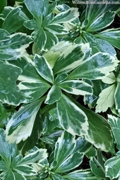 Silver Edge Pachysandra (Japanese Spurge) - 18 Count Flats Of Pint Pots -Wilson Bros Garden pachysandra terminalis silver edge variegated japanese spurge 5