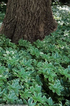 Silver Edge Pachysandra (Japanese Spurge) - 18 Count Flats Of Pint Pots