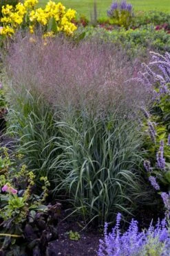 Prairie Winds Apache Rose Switchgrass (Panicum) - 1 Gallon Pot -Wilson Bros Garden panicum virgatum apache rose switch grass 2
