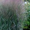 Prairie Winds Apache Rose Switchgrass (Panicum) - 1 Gallon Pot 1 Prairie Winds Apache Rose Switchgrass (Panicum) - 1 Gallon Pot -Wilson Bros Garden panicum virgatum apache rose switch grass 3