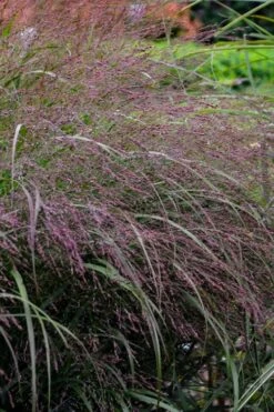Prairie Winds Apache Rose Switchgrass (Panicum) - 1 Gallon Pot -Wilson Bros Garden panicum virgatum apache rose switch grass 5
