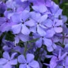 Blue Moon Woodland Phlox - 1 Gallon Pot -Wilson Bros Garden phlox divaricata blue moon woodland phlox 4
