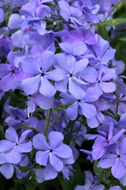 Blue Moon Woodland Phlox - 1 Gallon Pot