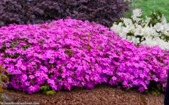Ruby Riot Spring Bling Creeping Phlox - 1 Gallon Pot 11 Ruby Riot Spring Bling Creeping Phlox - 1 Gallon Pot -Wilson Bros Garden phlox spring bling 102