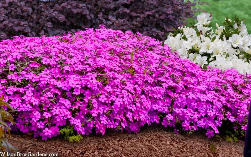Ruby Riot Spring Bling Creeping Phlox - 1 Gallon Pot 6 Ruby Riot Spring Bling Creeping Phlox - 1 Gallon Pot - Image 4