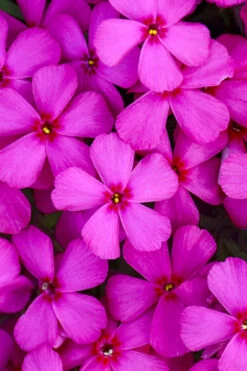 Ruby Riot Spring Bling Creeping Phlox - 1 Gallon Pot 12 Ruby Riot Spring Bling Creeping Phlox - 1 Gallon Pot -Wilson Bros Garden phlox spring bling 103