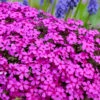 Ruby Riot Spring Bling Creeping Phlox - 1 Gallon Pot 1 Ruby Riot Spring Bling Creeping Phlox - 1 Gallon Pot -Wilson Bros Garden phlox spring bling 104